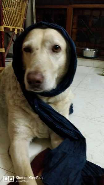 Luci The Dog - The Model