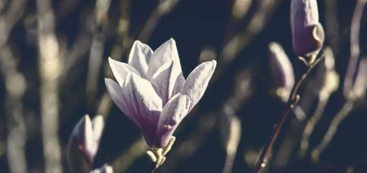 Lyrics For Magnolia Too | By Sreyash Sarkar