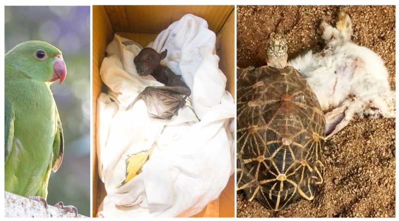 Macabre, Funny, Tender: 3 Wild Tales From A Weekend In The Anthropocene