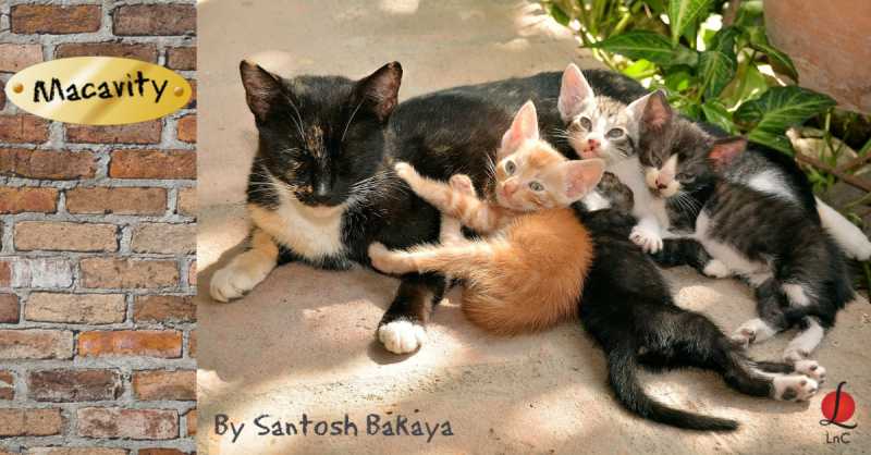 Macavity | Morning Meanderings 31 By Santosh Bakaya | LnC