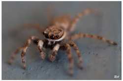 Macro : Jumping Spider