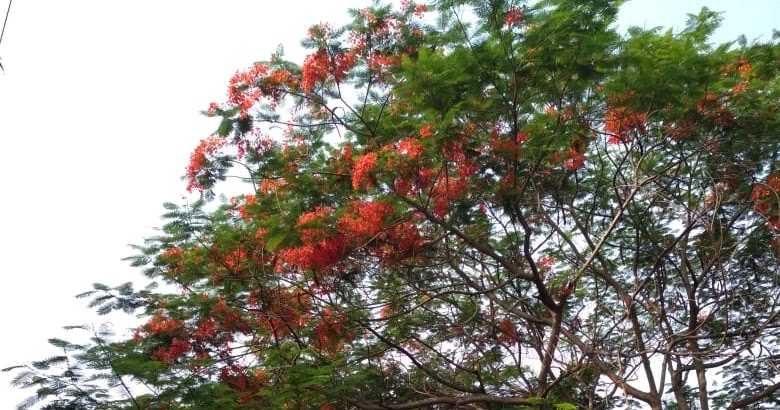 Magic Moments: A Reddish Orange Crown #ThursdayTreeLove