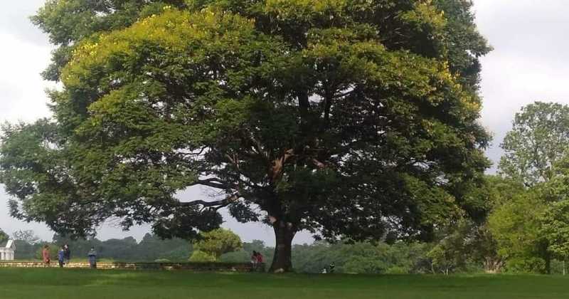 Magic Moments: From Earth To Firmament #ThursdayTreeLove