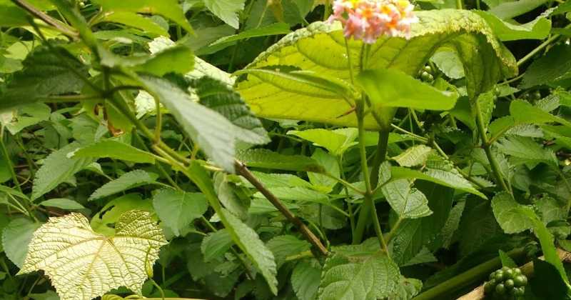 Magic Moments: Into The Woods #Wordless