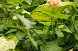 Magic Moments: Into The Woods #Wordless