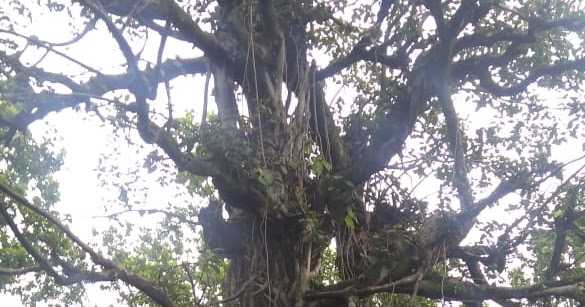 Magic Moments: The Haunted Tree #ThursdayTreeLove