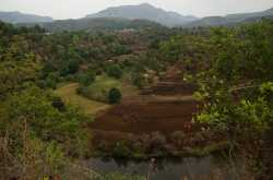 Magic of Million Fireflies