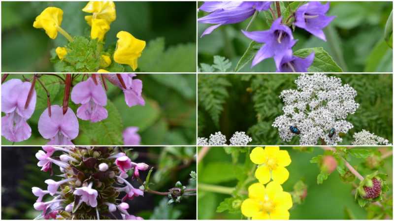 Magnificent Flower Varieties In Valley Of Flowers, Himalayas - Travel Twosome
