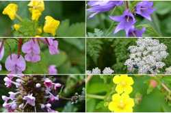 magnificent flower varieties in valley of flowers, himalayas - travel twosome