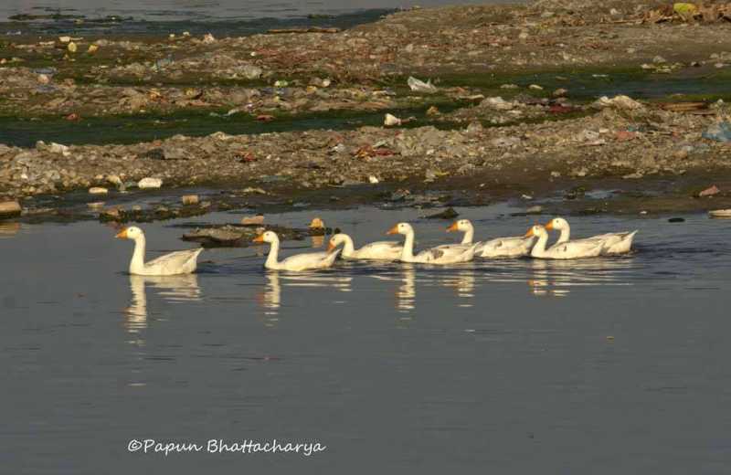 Mahanada : A Polluted River