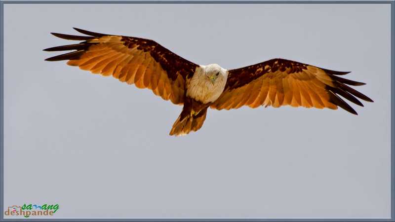 Majestic Brahminy Kite