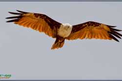Majestic Brahminy Kite