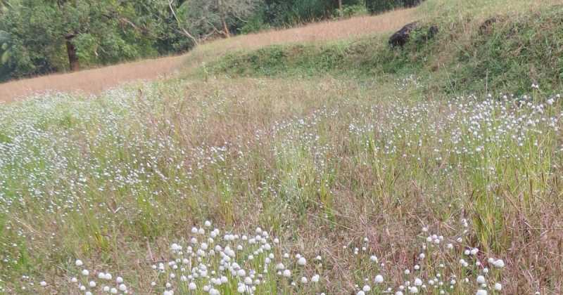Making Of Ther Broom-local Craft