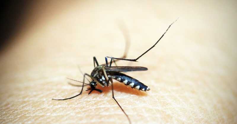 Malaria | Symptoms, Prevention & Treatment | Health Tips