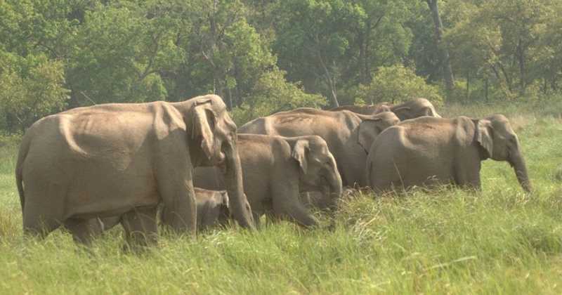 Man Animal Conflict: Wild Elephants & Habitat Loss  