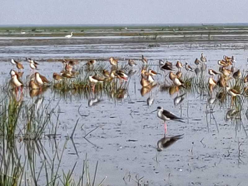 Mangalajodi, The Bird Lovers Paradise