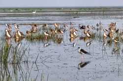 Mangalajodi, The Bird Lovers Paradise