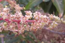 Mangifera indica(Mango)