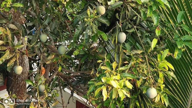 Mangoes, Neighbors And Luci