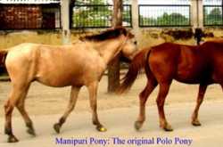 Manipur Ponies
