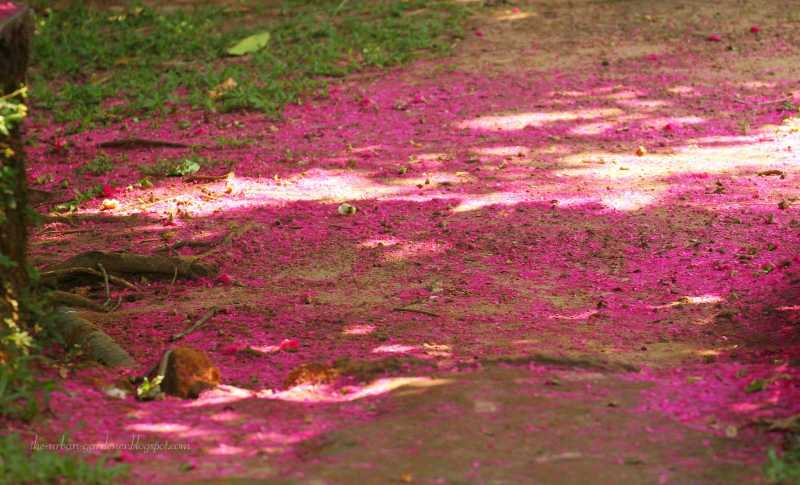 Marari Beach : Organic Gardens By The Sea