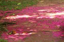 Marari Beach : organic gardens by the sea