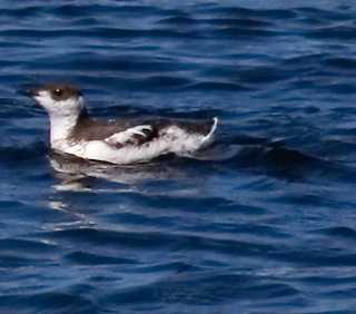 Marbled Murrelet Facts