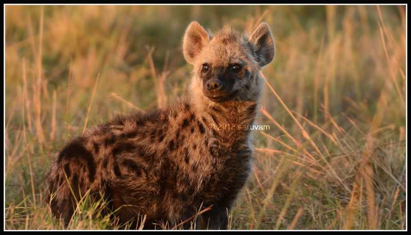 Masai Mara 2 - Hyenas, Jackals And Cheetahs