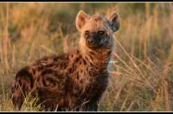 Masai Mara 2 - Hyenas, Jackals and Cheetahs