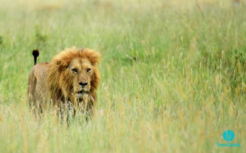 Masai Mara: The Greatest Show On Earth - Travel Jaunts