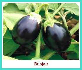 Masala Brinjals