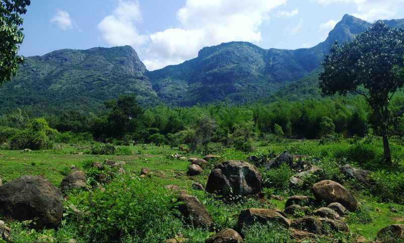 Masinagudi - A Jungle Retreat