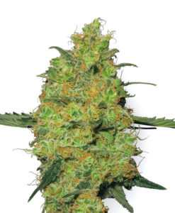 Master Kush Weed Seeds | Sensi Seeds | 420.in.nf