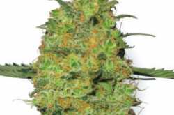 Master Kush Weed Seeds | Sensi Seeds | 420.in.nf