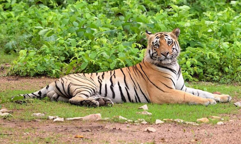 Matkasur-Maya’s Husband