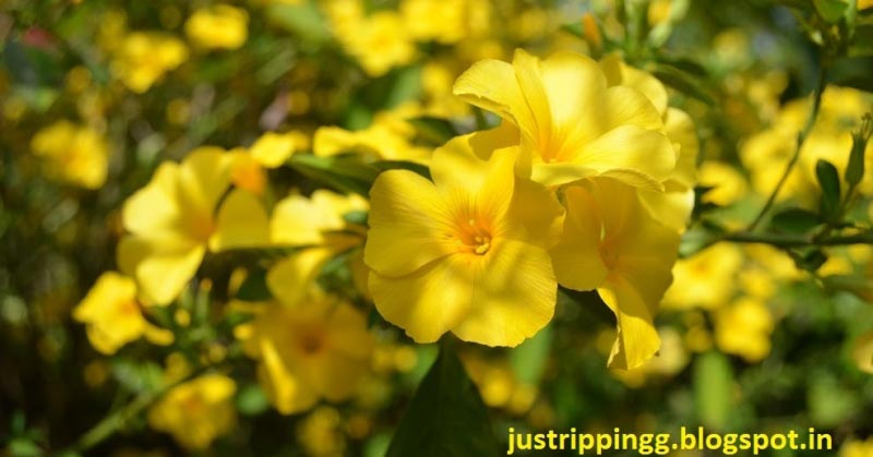 Mawlynnong - The Floweriest Village In The Whole World