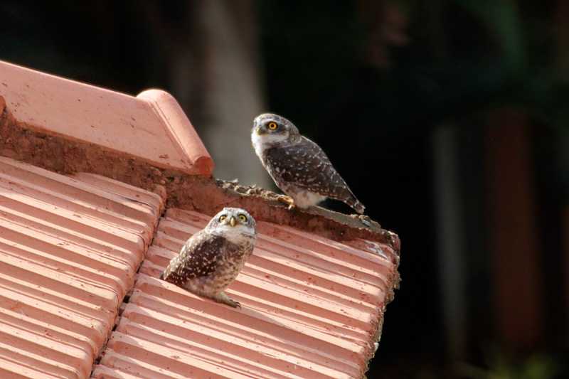 May Their Tribe Increase 