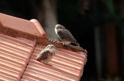 May Their Tribe Increase 