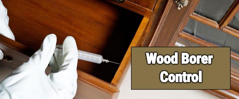 May To October Time For Wood Borer Control Treatment