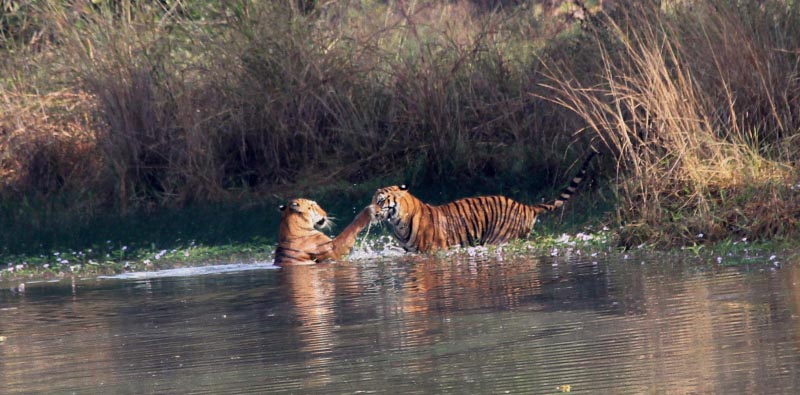 Maya- The Story Of A Mother