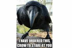 Me Vs Black Crow