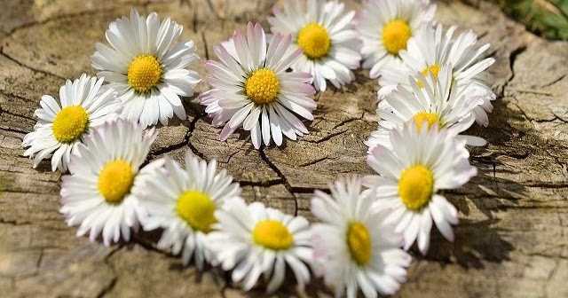 Meaning Of Prema (Love)