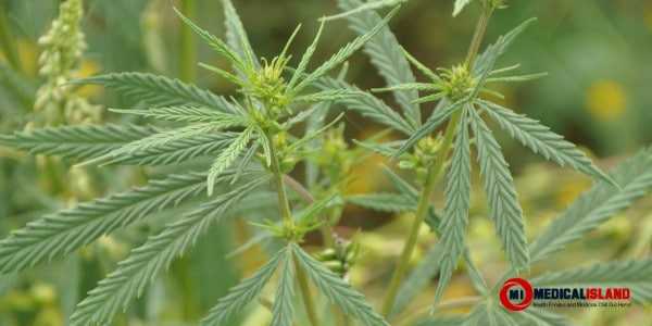 Medical Marijuana: What Conditions Can It Be Effective Against?