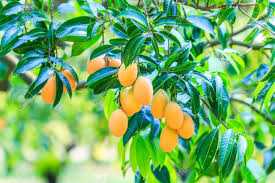 Medicinal Mango #CarrotRanch