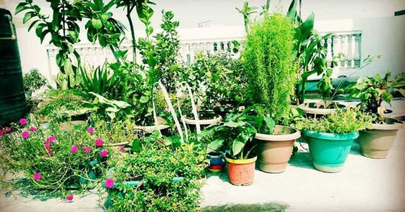 Meet My #RoofGarden #wastemanagement 