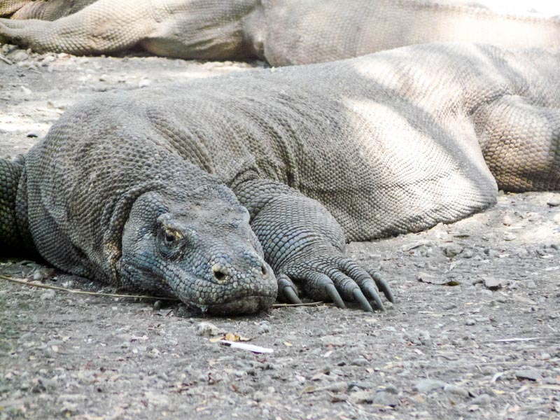Meeting The Mighty Komodo Dragon | Siddharth And Shruti
