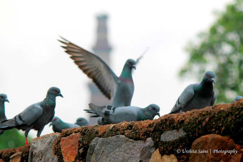 Mehrauli Archaeological Park