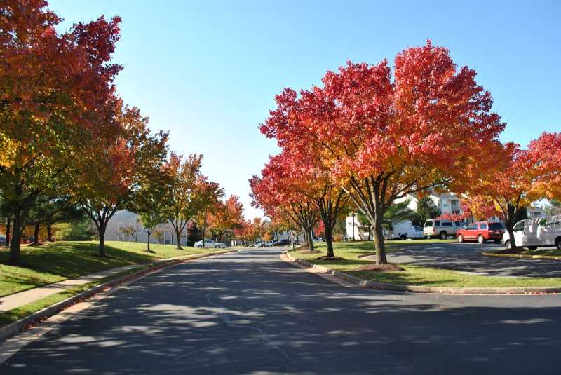 Mellow Yellow Monday - Fall Colors