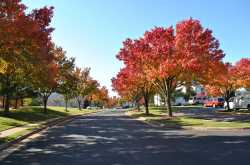 Mellow Yellow Monday - Fall colors