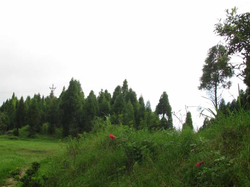 Memories Of A Dreamy Village - Chimney, Kurseong